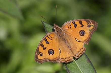 Peacock Pansy, Junonia almana (Linnaeus, 1758). Thailand February 2016. Photographer;  Henrik S Larsen