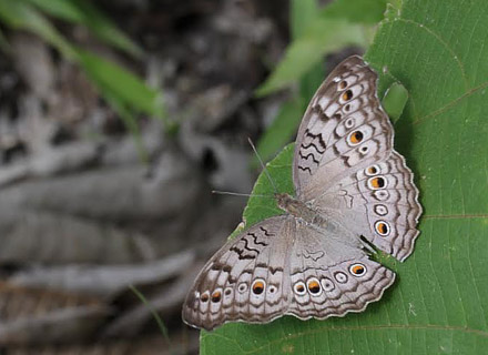 Grey Pansy, Junonia atlites  (Linnaeus, 1763).  Thailand February 2016. Photographer;  Henrik S Larsen