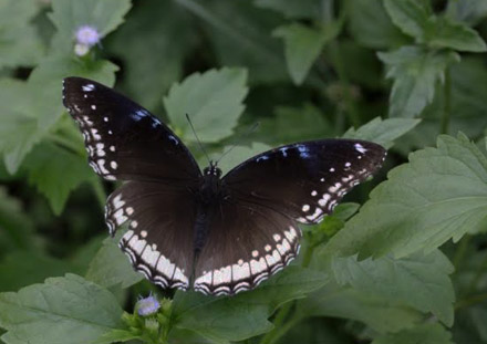 Great Eggfly,  Hypolimnas bolina (Drury, 1773 ).  Thailand February 2016. Photographer;  Henrik S Larsen