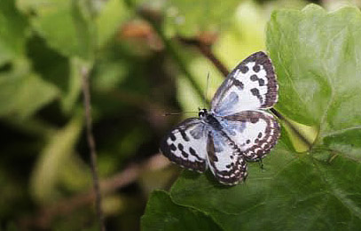 Common Pierrot,  Castalius rosimon (Fabricius, 1775).  Thailand February 2016. Photographer;  Henrik S Larsen