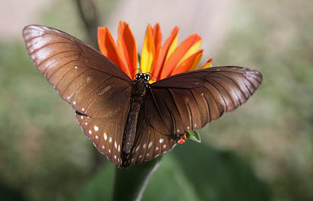 Common Crow,  Euploea core (Cramer, 1780). Thailand February 2016. Photographer;  Henrik S Larsen