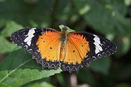 Leopard Lacewing,  Cethosia cyane (Drury, 1770 ). Thailand February 2016. Photographer;  Henrik S Larsen