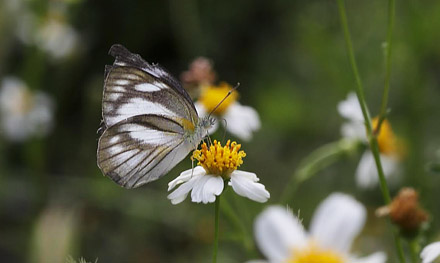 Eastern Striped Albatross, Appias olferna  (Swinhoe, 1890). Thailand February 2016. Photographer;  Henrik S Larsen