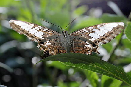 Clipper,  Parthenos sylvia (Cramer, 1775).  Thailand February 2016. Photographer;  Henrik S Larsen