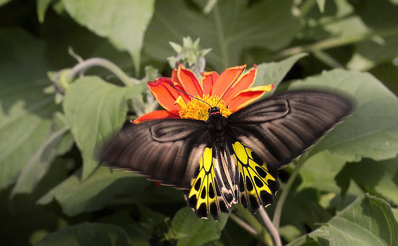 Golden Birdwing, Troides aeacus (Felder & Felder, 1860) female. Chiang Mai, Thailand February 9, 2016. Photographer; Henrik S. Larsen