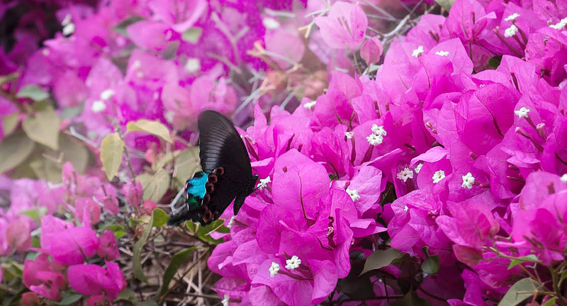 Paris Peacock, Papilio paris (Linnaeus, 1758) male. Chiang Mai, Thailand February 6, 2016. Photographer; Henrik S. Larsen