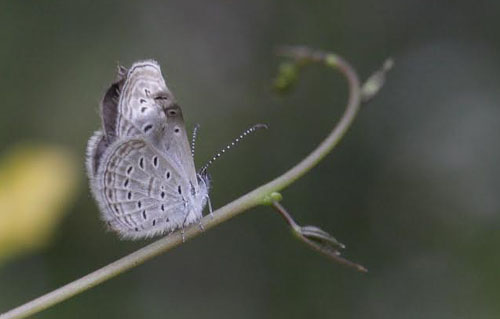 Tiny Grass Blue, Zizula hylax (Fabricius, 1775). Chiang Mai, Thailand February 6, 2016. Photographer;  Henrik S Larsen