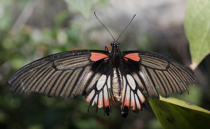  female. Chiang Mai, Thailand February 9, 2016. Photographer; Henrik S. Larsen