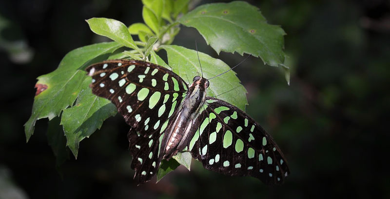 Tailed Jay, Idaides agammemnon (Linnaeus, 1758). Chiang Mai, Thailand February 9, 2016. Photographer; Henrik S. Larsen