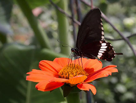 Chiang Mai, Thailand February  9, 2016. Photographer;  Henrik S Larsen