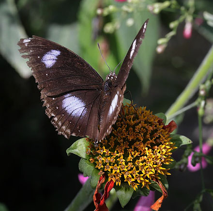 Great Eggfly, Hypolimnas bolina (Drury, 1773 ). Chiang mai, Thailand February 9 , 2016. Photographer;  Henrik S Larsen