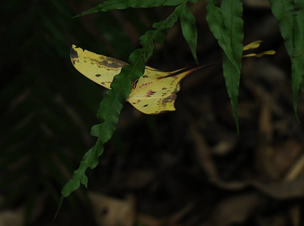 Malaysian Moon Moth, Actias maenas (Doubleday, 1847). Mae Pak Phrae, Wang Chin District,  Thailand March 8, 2016. Photographer; Nikolaj Kleissl