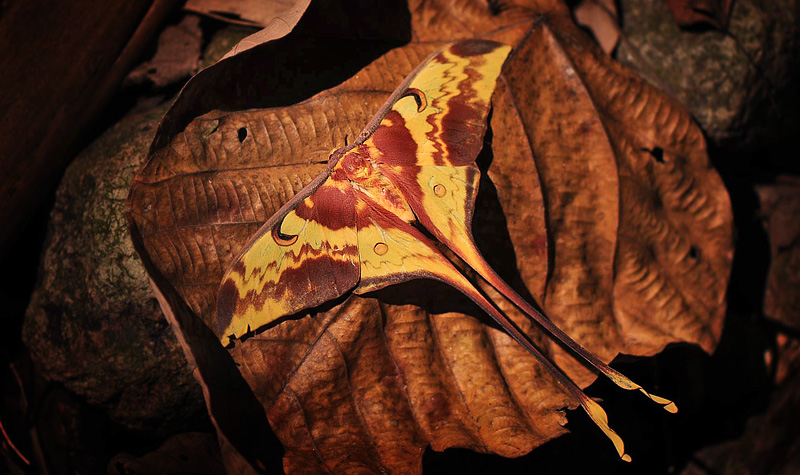 Malaysian Moon Moth, Actias maenas (Doubleday, 1847). Chiang Mai, Thailand March 8, 2016. Photographer; Nikolaj Kleissl