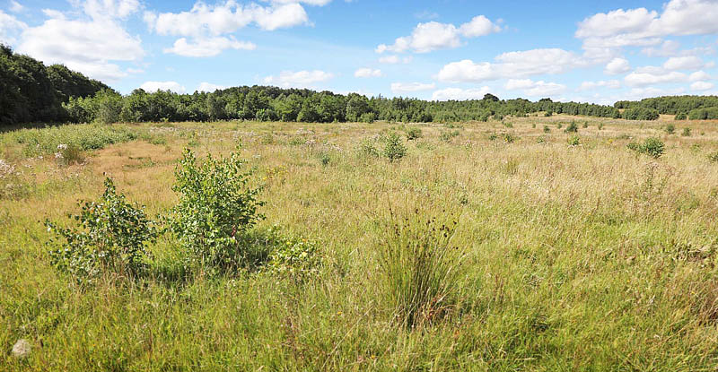 Eng efter vintergrsning ved Skellerup, Silkeborg medio august 2016. Fotograf; Peder Bgh Strup