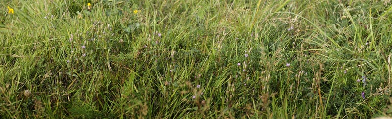 Engensian, Gentianella uliginosa. Koklapperne, det vestlig Amager d. 2 september 2016. Fotograf; Lars Andersen