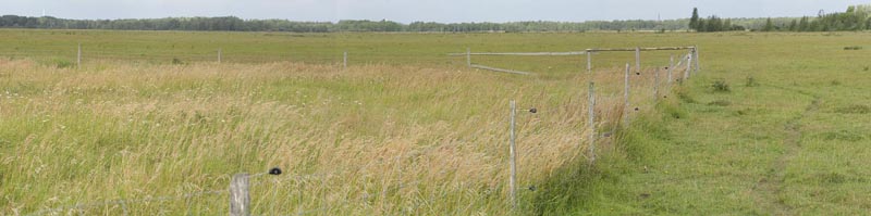 Koklapperne, det vestlig Amager d. 2 september 2016. Fotograf; Lars Andersen