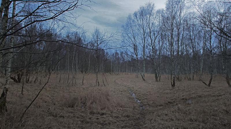 Pinseskoven, Vestamager, Danmark d. 9/2 2016. Fotograf: Lars Andersen