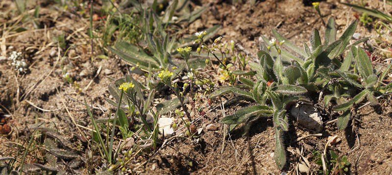 Grdodder, Alyssum alyssoides. Rsns d. 7 maj 2016. Fotograf; Lars Andersen