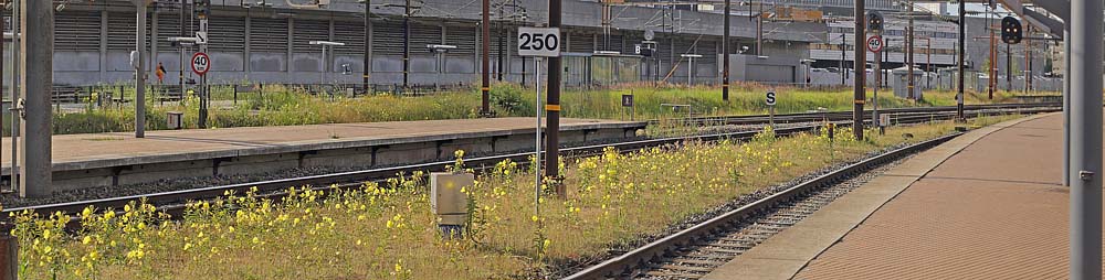 Rødfrugtet Natlys, Oenothera rubricaulis. København Hovedbanegård d. 3 juli 2016. Fotograf; Lars Andersen
