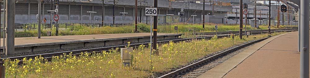 Rdfrugtet Natlys, Oenothera rubricaulis. Kbenhavn Hovedbanegrd d. 3 juli 2016. Fotograf; Lars Andersen