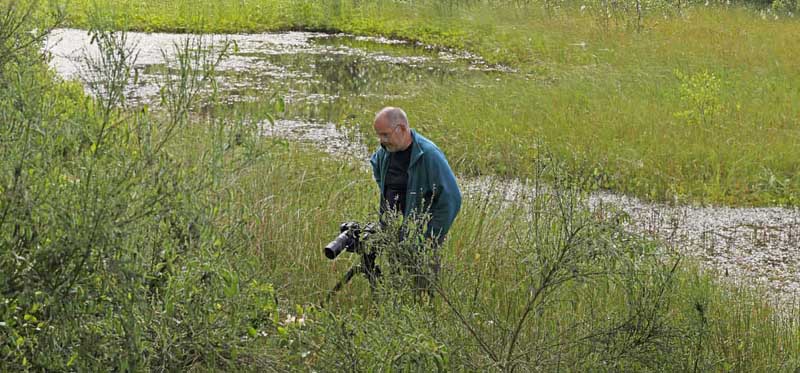 Moseperlemorsommerfugl hun p Kragefod. Brdland Mose d. 6 juli 2016. Fotograf; Lars Andersen