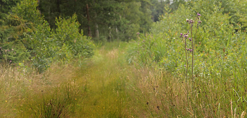 Lokalitet for Spejlbredpande, Heteropterus morpheus. Bøtø Plantage d. 13 juli 2016. Fotograf: Lars Andersen