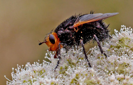 Kæmpefluen Harald, Tachina grossa. Holmegård Mose d. 21 juli 2016. Fotograf; John Strange Petersen