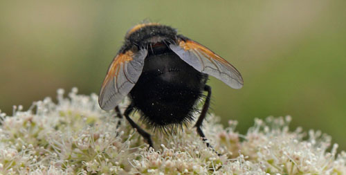 Kæmpefluen Harald, Tachina grossa. Holmegård Mose d. 21 juli 2016. Fotograf; Lars Andersen