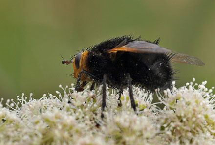 Kæmpefluen Harald, Tachina grossa. Holmegård Mose d. 21 juli 2016. Fotograf; Lars Andersen