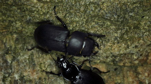 Bghjort, Dorcus parallelipipedus. Maglemosen, Vedbk d. 23 juli 2016. Fotograf; Lars Andersen