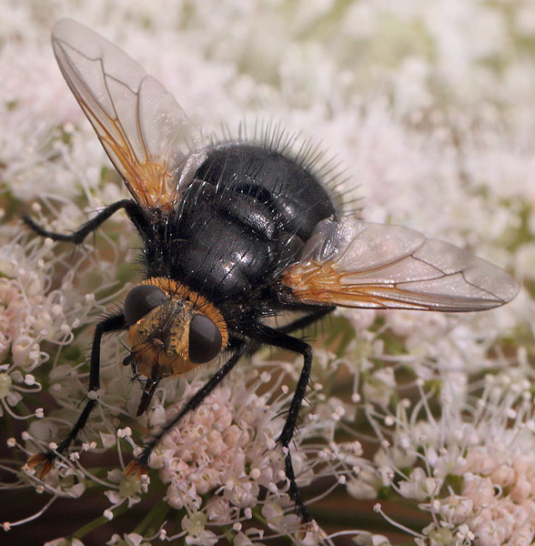 Kmpefluen Harald, Tachina grossa. Holmegrd Mose d. 4 august 2016. Fotograf; Lars Andersen