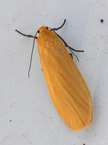 Guldgul Lavspinder, Eilema sororcula . Bjerget, Lolland d. 31 maj 2016. Fotograf; Claus Grahndin