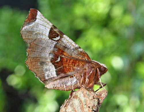 Purpurbrun Månemåler, Selenia tetralunaria. Bjerget, Lolland d. 13 maj 2016. Fotograf; Claus Grahndin