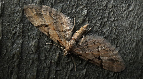 Gulbrun Gran-Dvrgmler, Eupithecia lanceata (Hbner, 1825). Arrenakke d. 7 april 2016. Fotograf; Lars Andersen