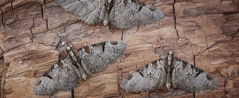 Æbledværgmåler, Eupithecia insigniata. Usserød v. Hørsholm d. 10 maj 2016: Fotograf; Erik Steen Larsen