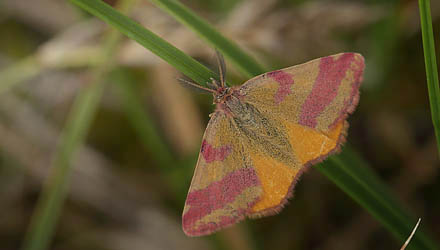 Purpurmåler, Lythria cruentaria. Bøtø Dige, Falster d. 2 august 2016. Fotograf; Lars Andersen