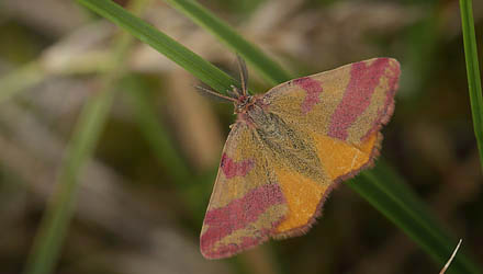 Purpurmler, Lythria cruentaria. Bt Dige, Falster d. 2 august 2016. Fotograf; Lars Andersen