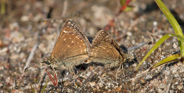 Grbndet Bredpande, Erynnis tages parring. Melby Overdrev, Nordsjlland. d. 2 Juni 2016. Fotograf: Lars  Falck