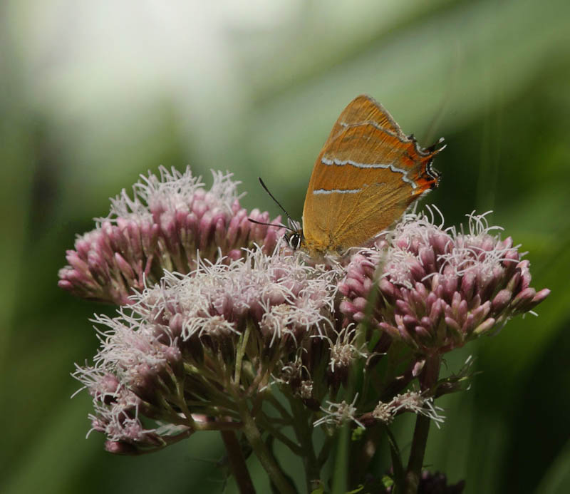 Guldhale, Thecla betulae han på Hjortetrøst. Lyttesholm, Lolland d. 2 august 2016. Fotograf; Lars Andersen