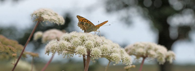 Kejserkåbe, Argynnis paphia hun. Holmegaards Mose, det sydlig Sjælland d. 7 august 2016. Fotograf; Lars Andersen