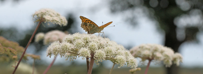 Kejserkbe, Argynnis paphia hun. Holmegaards Mose, det sydlig Sjlland d. 7 august 2016. Fotograf; Lars Andersen