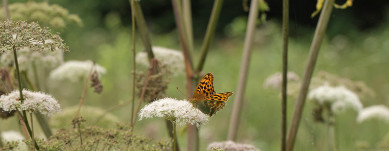 Kejserkåbe, Argynnis paphia hun. Holmegaards Mose, det sydlig Sjælland d. 7 august 2016. Fotograf; Lars Andersen