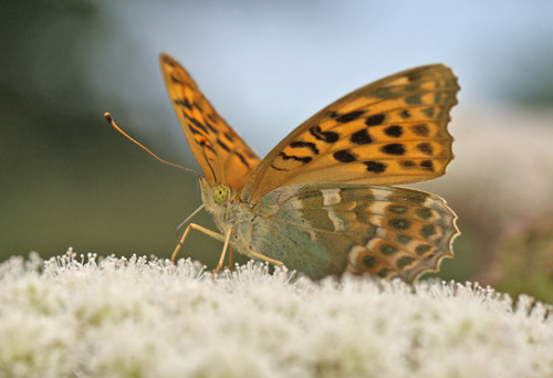 Kejserkåbe, Argynnis paphia hun. Holmegaards Mose, det sydlig Sjælland d. 7 august 2016. Fotograf; Lars Andersen