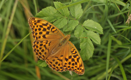 Kejserkåbe, Argynnis paphia hun. Holmegaards Mose, det sydlig Sjælland d. 7 august 2016. Fotograf; Lars Andersen