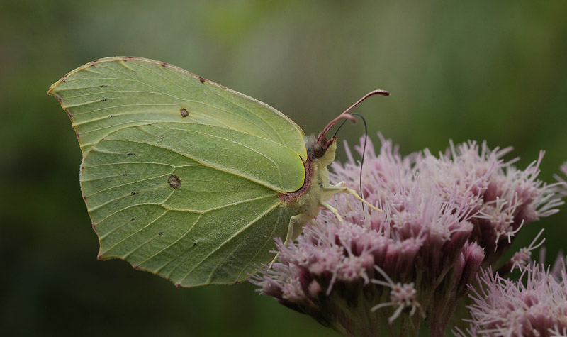 Citronsommerfugl, Gonepteryx rhamni hun. Knudskov, det sydlig Sjlland d. 8 august 2016. Fotograf; Lars Andersen