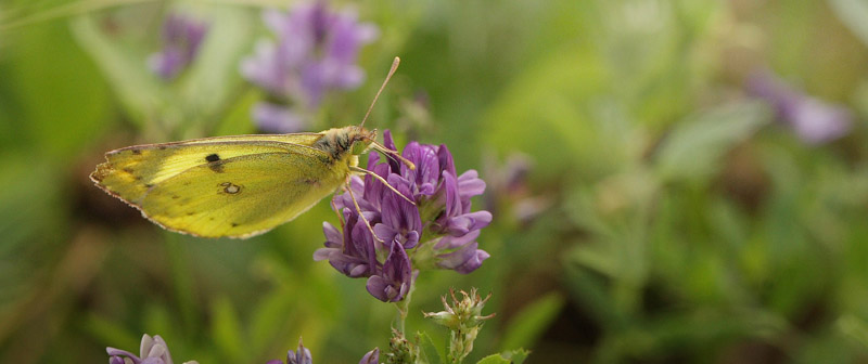 Gul Hsommerfugl, Colias hyale han. Knuthenlund, Lolland d. 11 august 2016. Fotograf; Lars Andersen