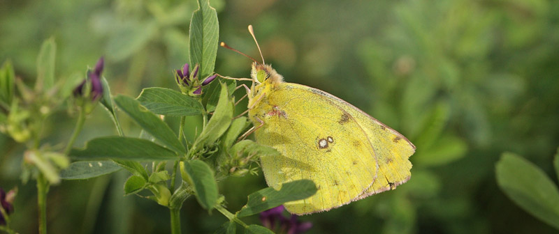 Gul Høsommerfugl, Colias hyale han. Knuthenlund, Lolland d. 11 august 2016. Fotograf; Lars Andersen