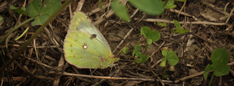 Gul Hsommerfugl, Colias hyale hun. Knuthenlund, Lolland d. 11 august 2016. Fotograf; Lars Andersen