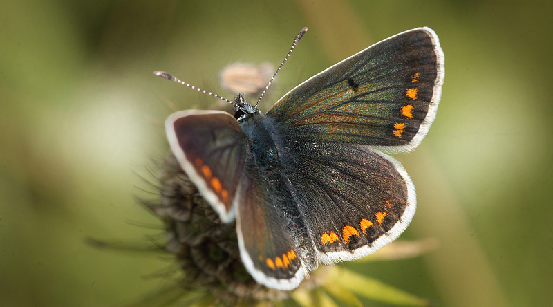 Rdplettet Blfugl, Aricia agestis han p Due Skabiose. Diget, Bt Plantage, Falster d. 25 august 2016. Fotograf; Lars Andersen