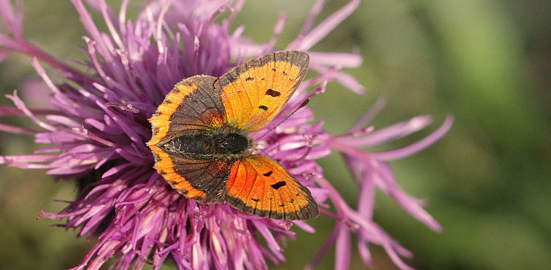 Lille Ildfugl, Lycaena plhaeas hun med f pletter p forvinge form. Rsns d. 23 september 2016. Fotograf; Lars Andersen